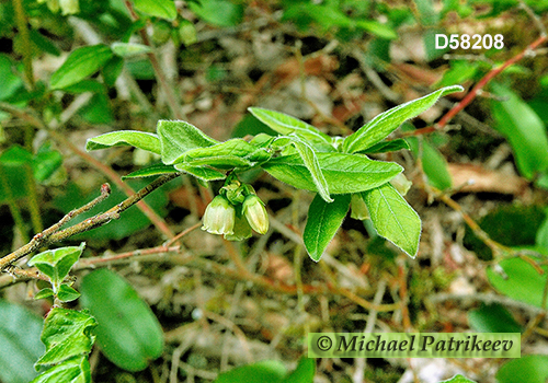 Velvet-leaved Blueberry (Vaccinium myrtilloides)